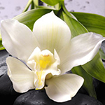 Cadre Fresh orchid decoglass eurographics